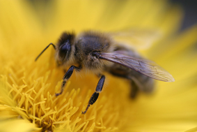 Le film, l'abeille et la chrysalide
